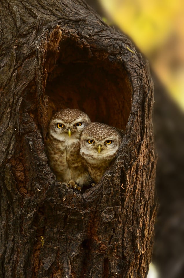Spotted Owlets