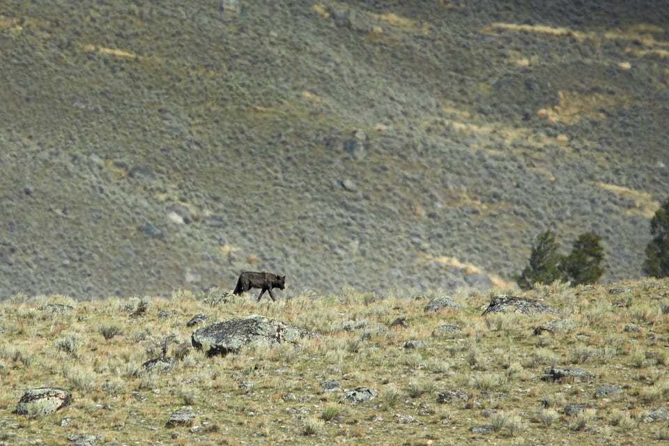 Telephoto Wolf in Yellowstone