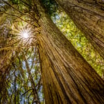 Trees in Mt Rainier National Park