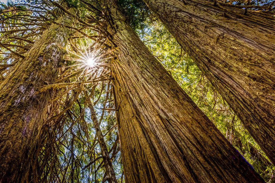 Trees in Mt Rainier National Park