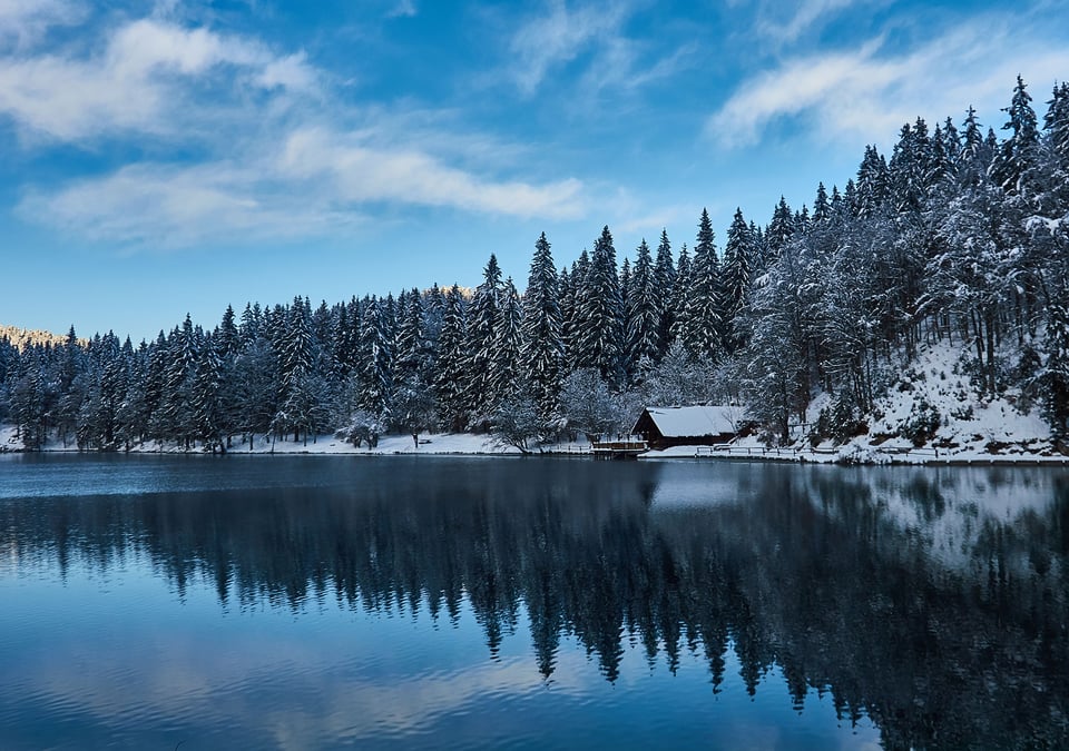 Trees with Snow