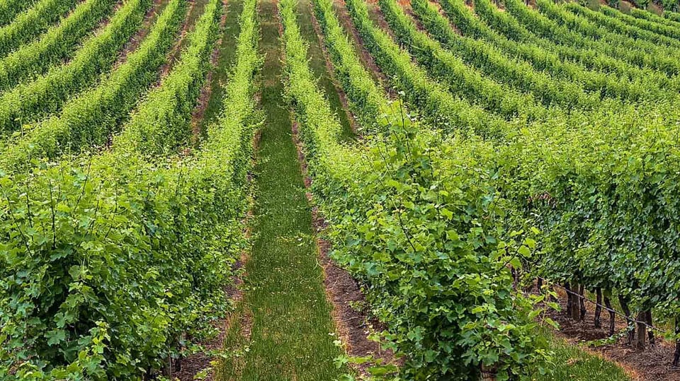 Vineyards in Australia