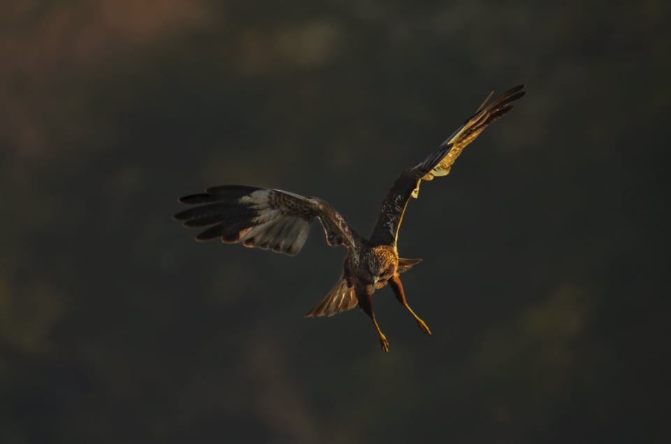 Western Marsh Harrier