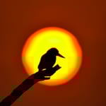 White Breasted Kingfisher