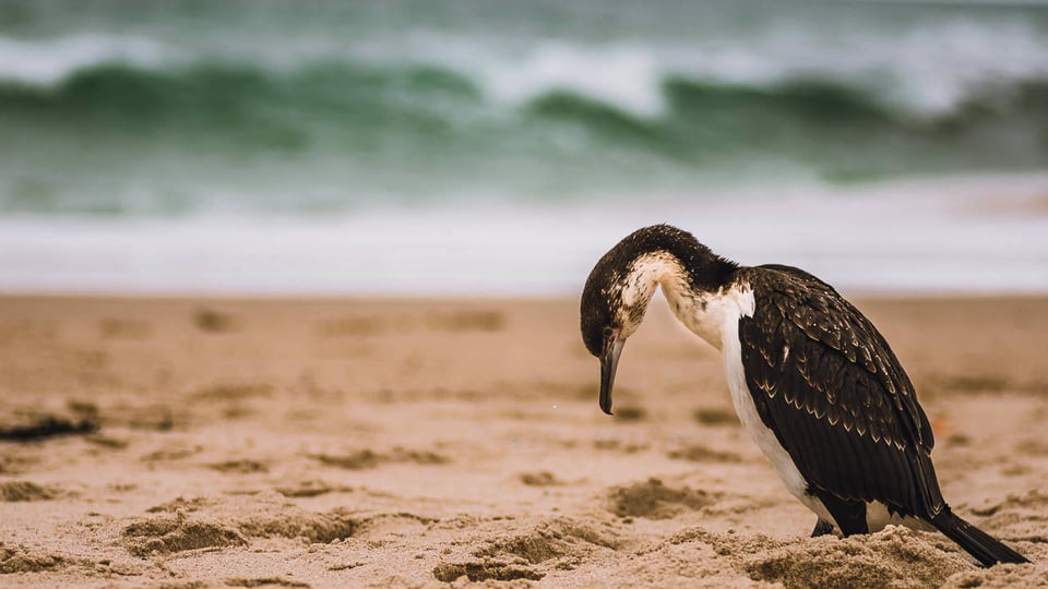 Wildlife on the Beach in South Australia