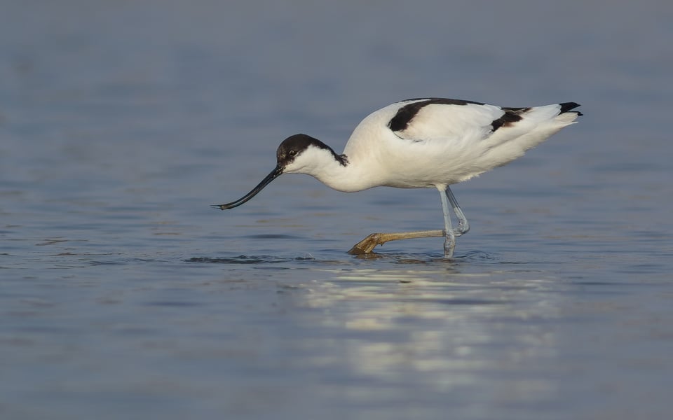 Avocet