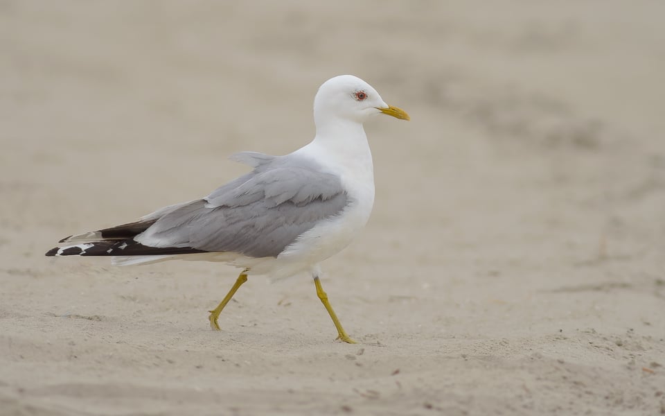 Common Gull