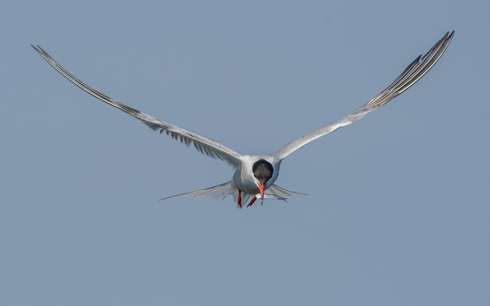 Common Tern