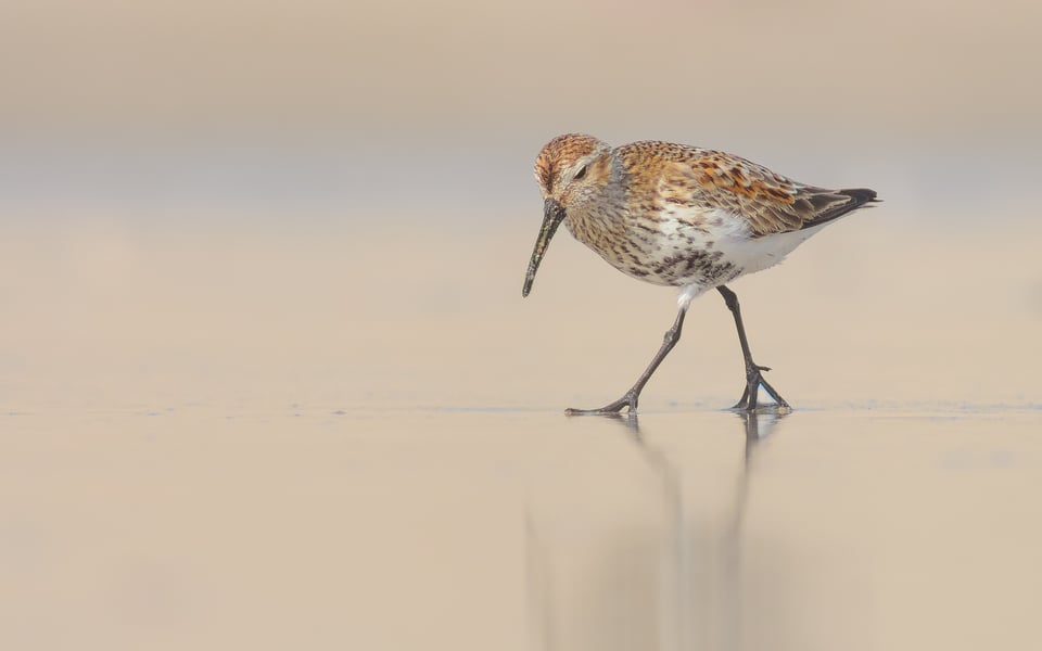 Dunlin