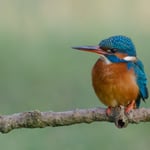 Kingfisher