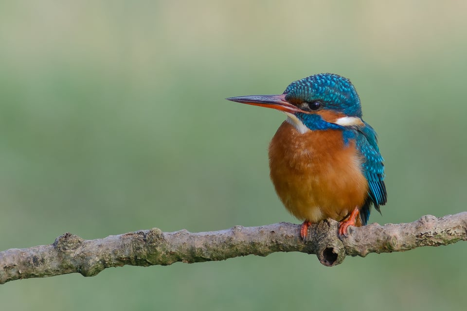 Kingfisher