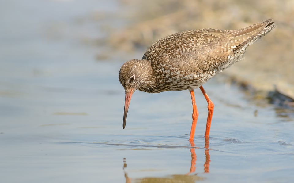 Redshank