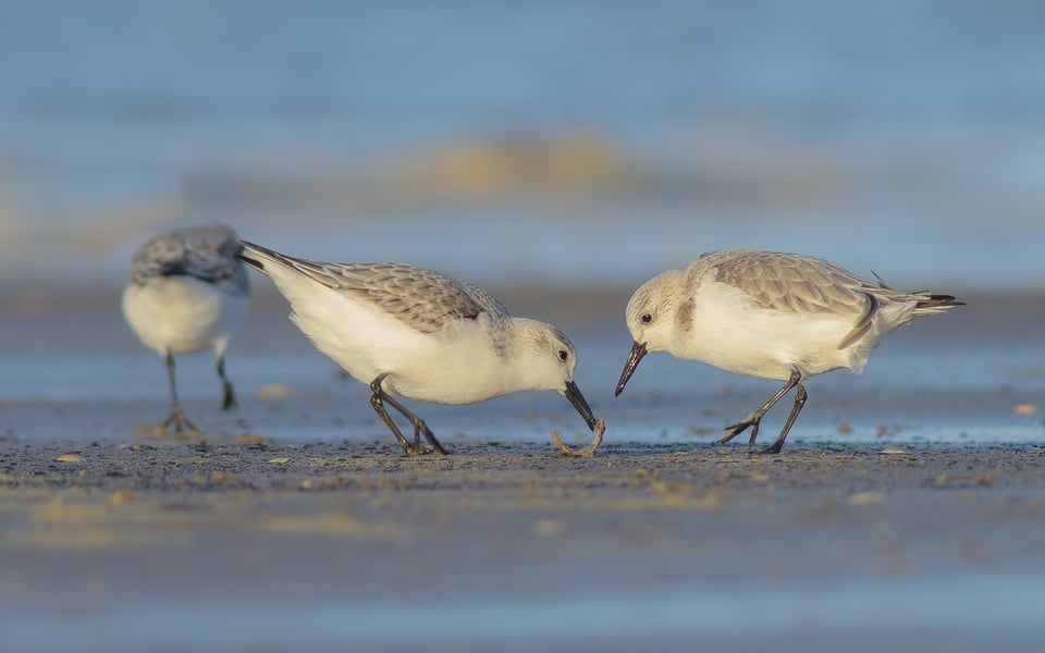 Sanderlings