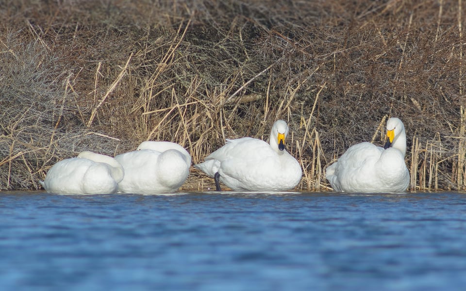 Whooper Swan