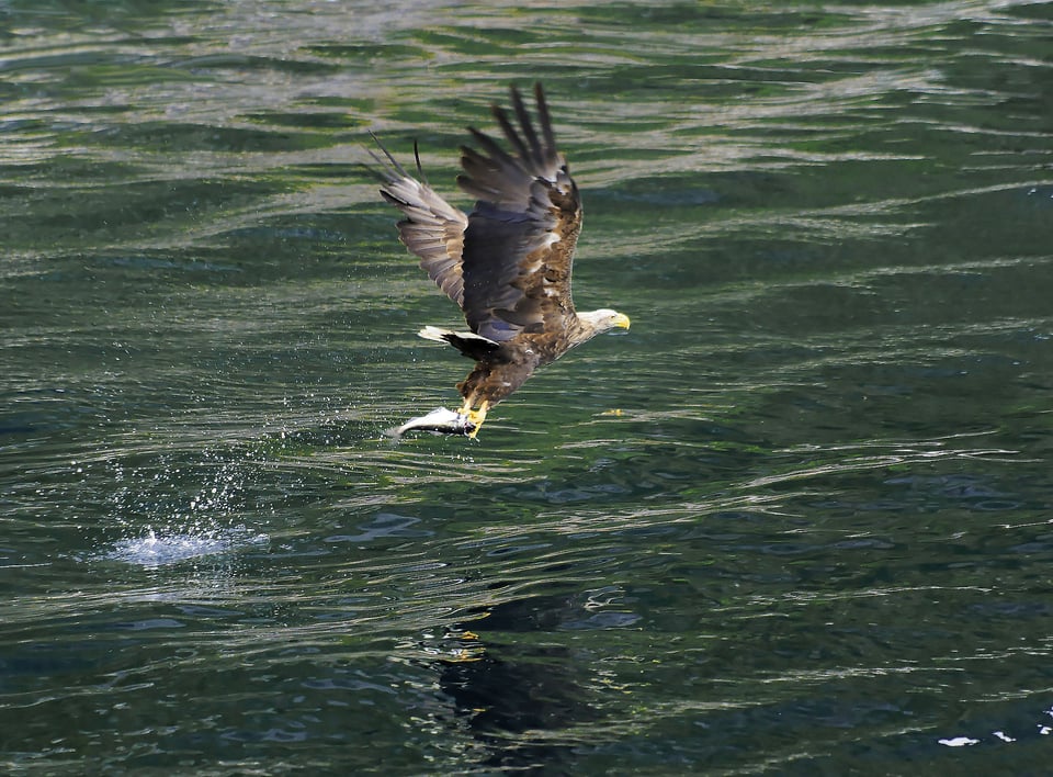 Atlantic Eagle