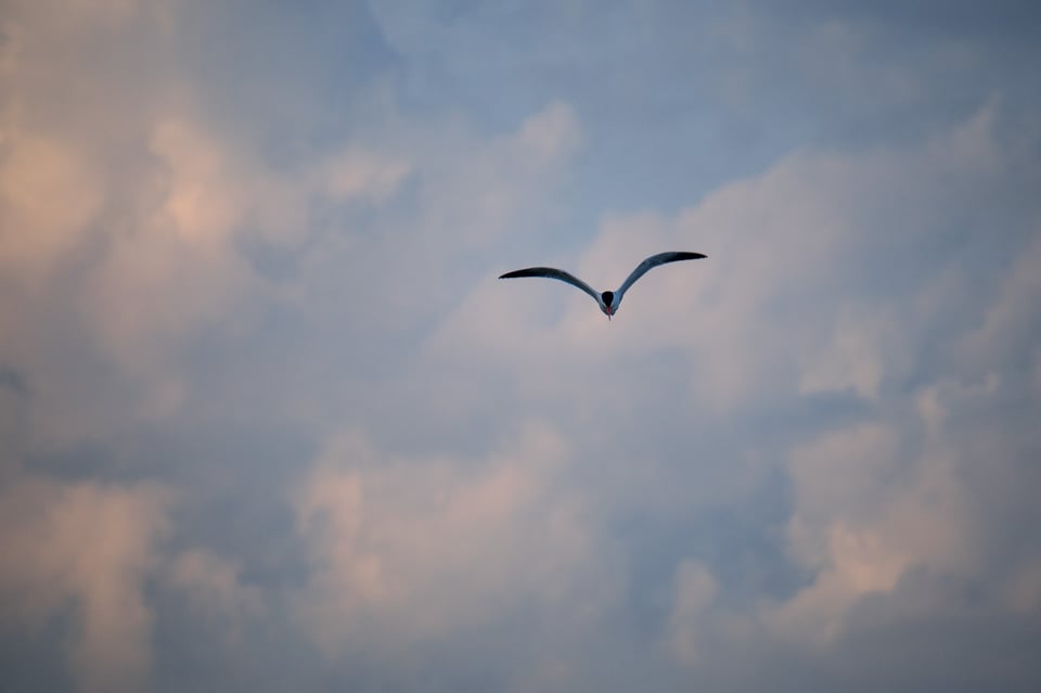 Autofocusing on a Bird with the D3400