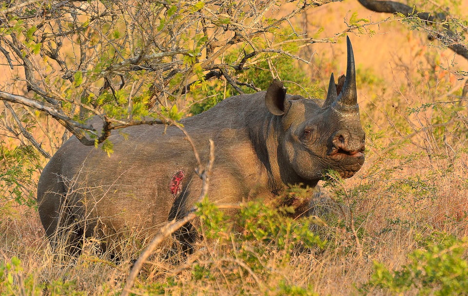 Black Rhino - Phinda