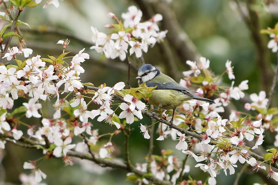 Blue Tit - London