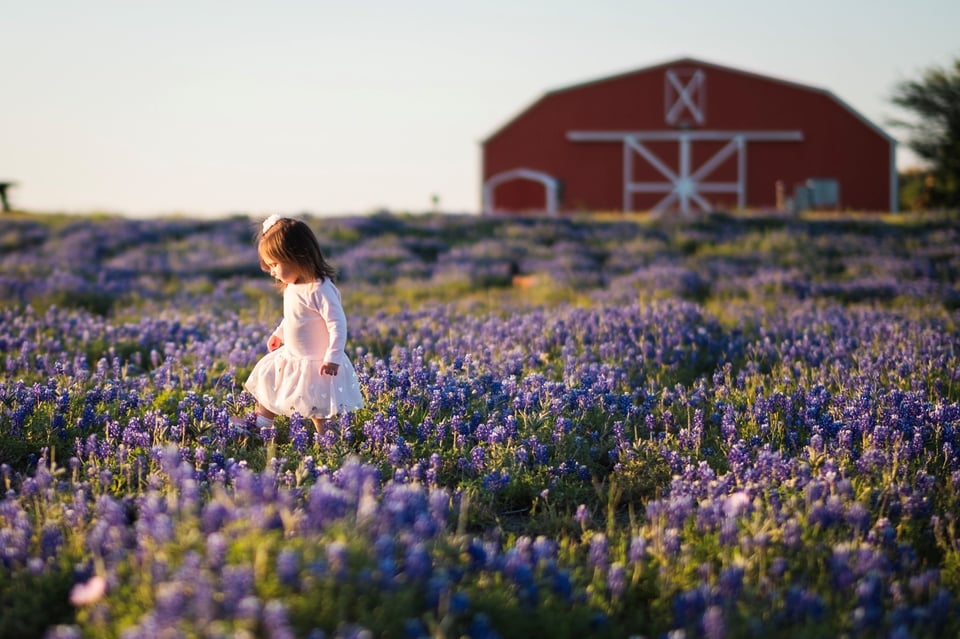 Bluebonnet (1)