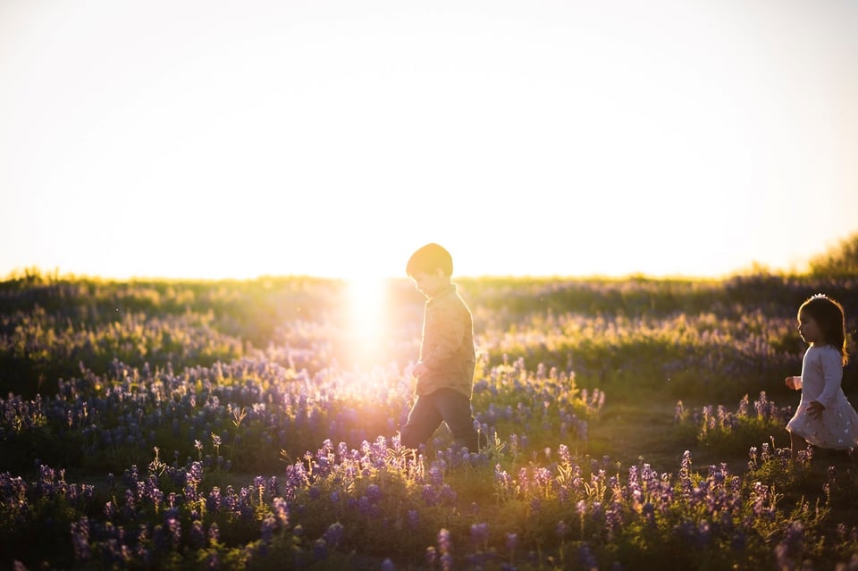 Bluebonnet (4)