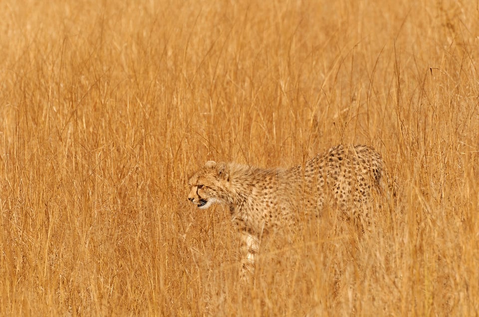 Cheetah 3- Phinda
