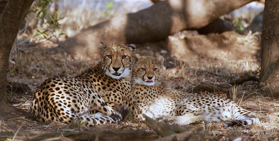 Cheetahs in Phinda