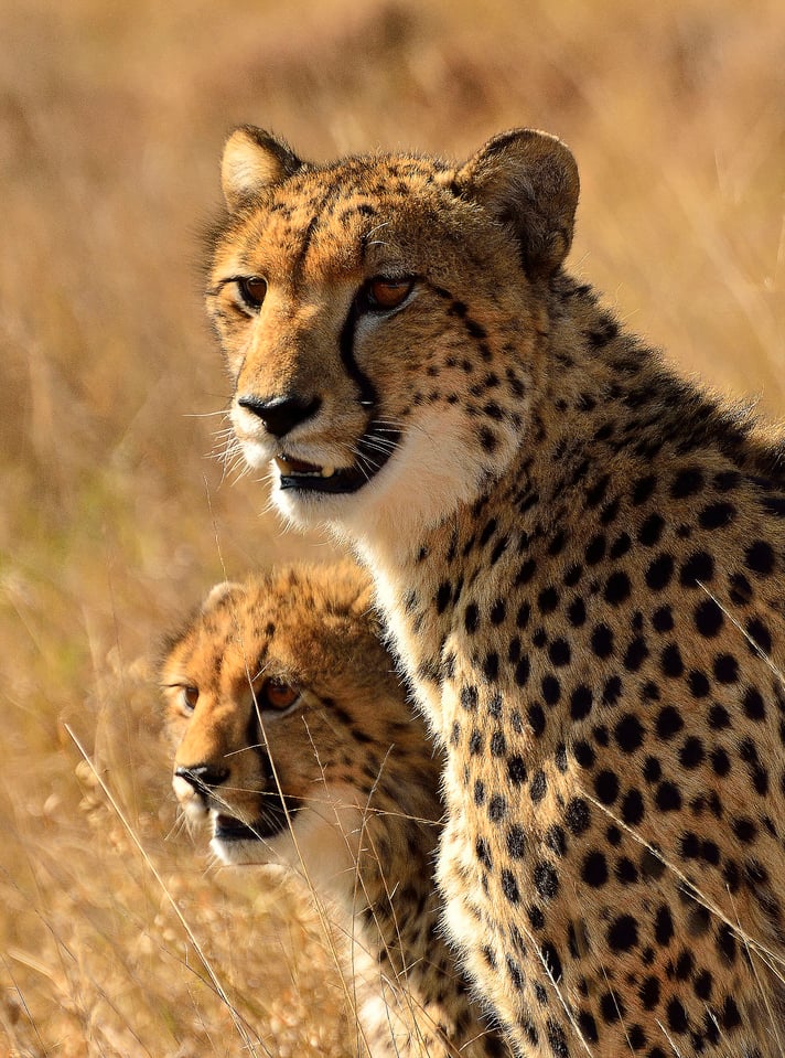 Cheetahs 2 - Phinda