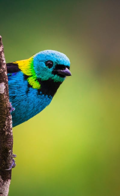 Colorful Bird Picture