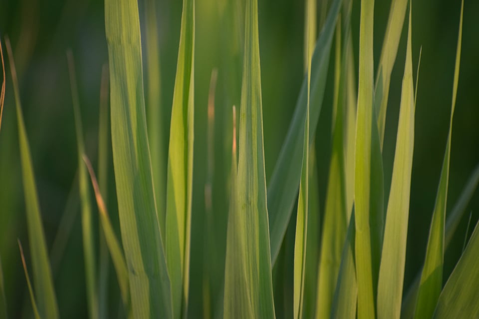 Detail Shot of Grass