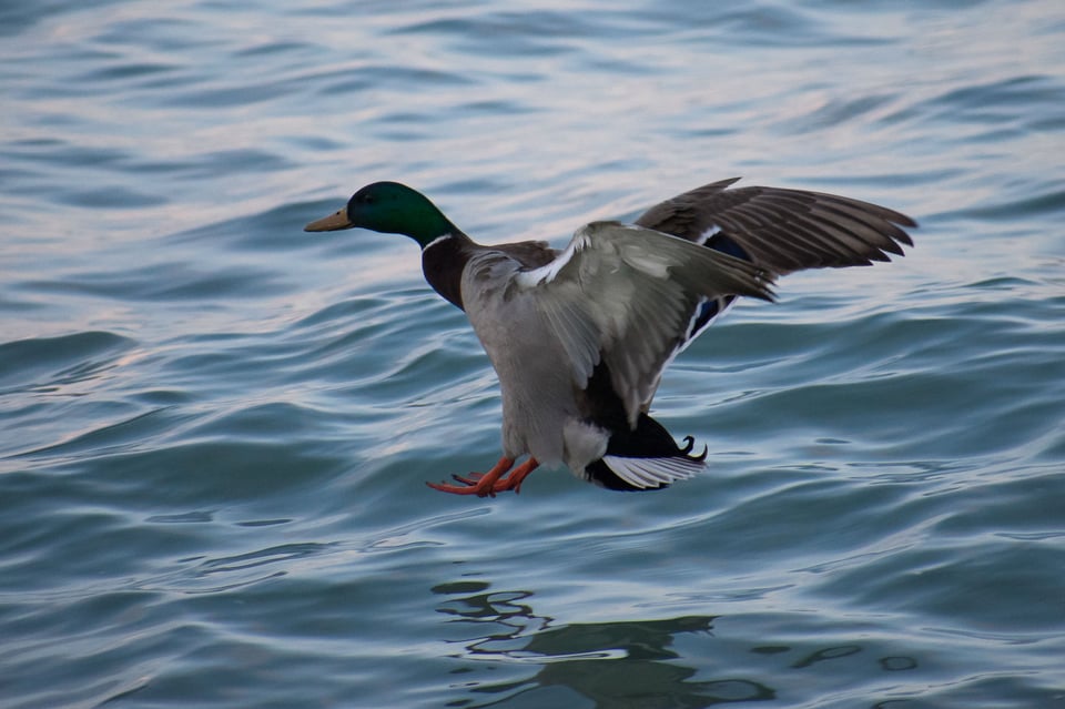 This edited image from the earlier autofocus test shows an in-focus duck landing on the water.