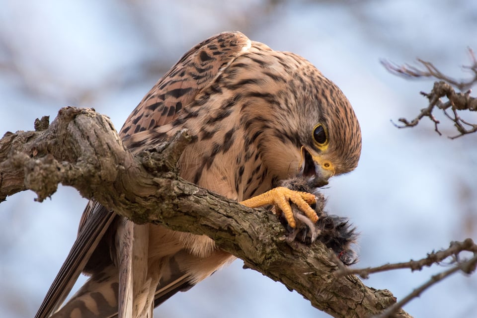 Hawk Wildlife Photo