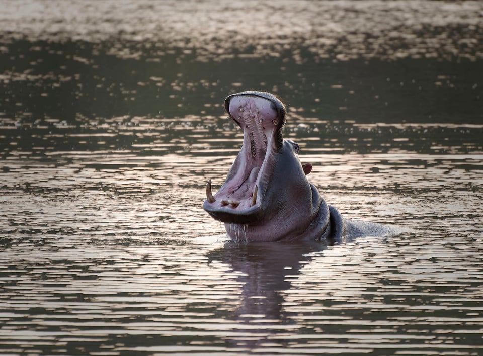 Hippo - Phinda