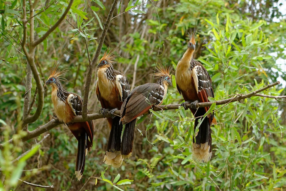 Hoatzin Birds - Amazon Peru