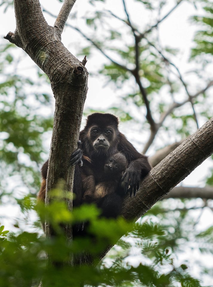 Howler Monkeys - Nicaragua