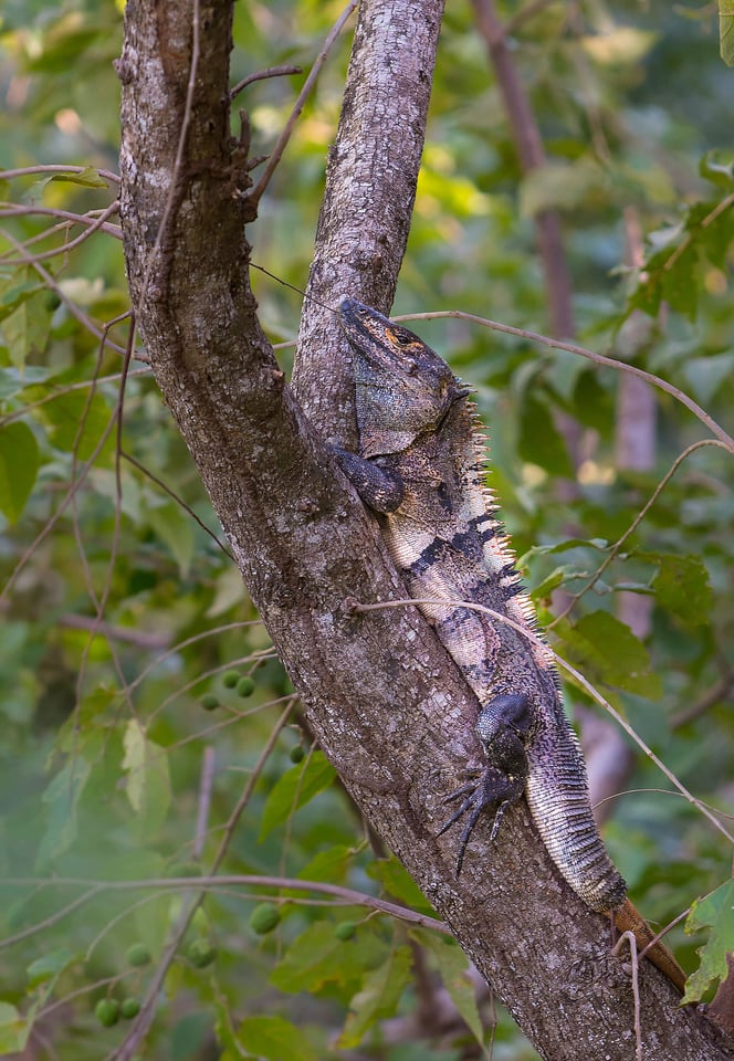 Iguana - Nicaragua