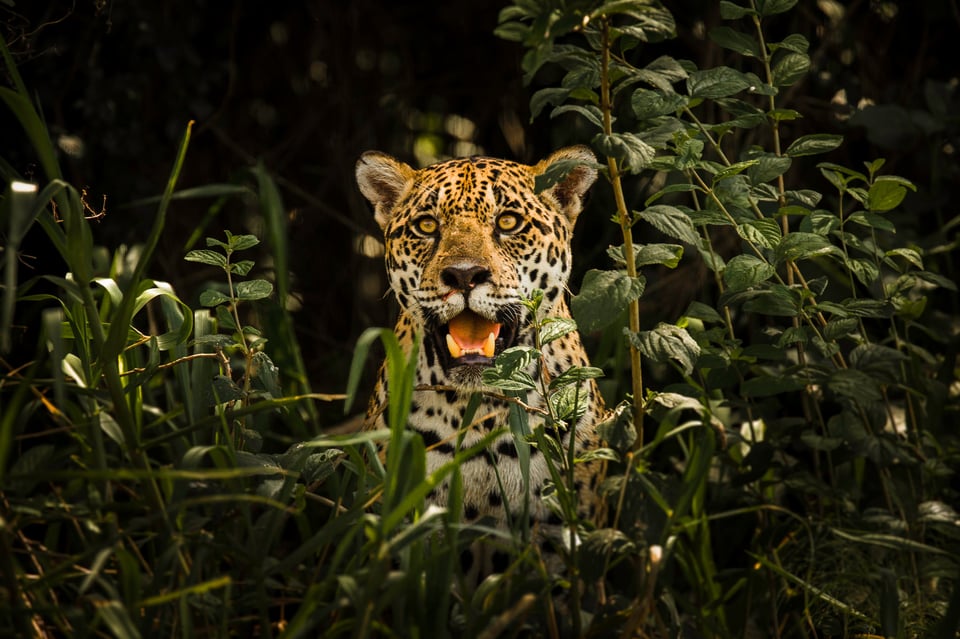 Jaguar Photo