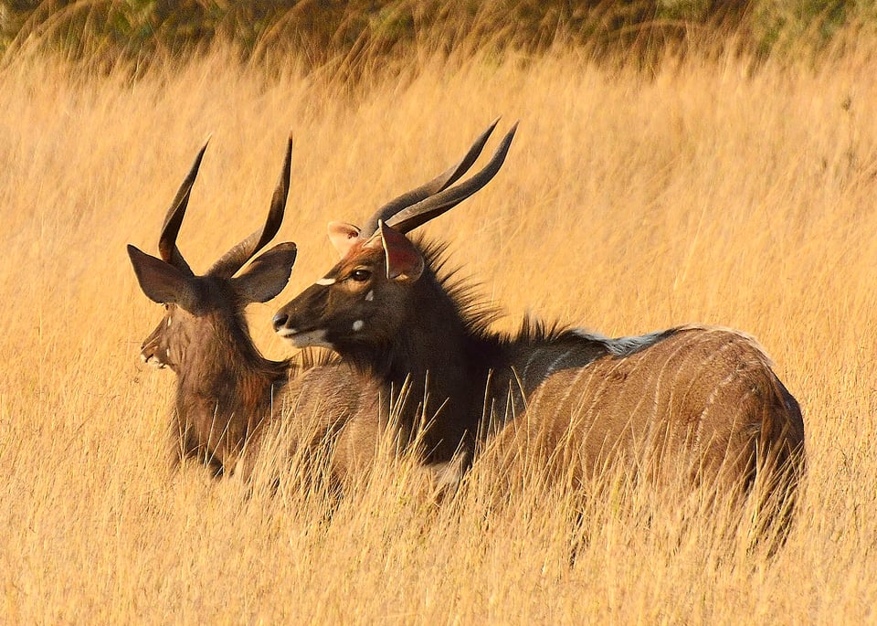 Kudu - Phinda