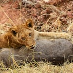Lion Cub - Phinda