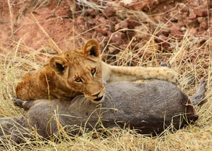 Lion Cub - Phinda