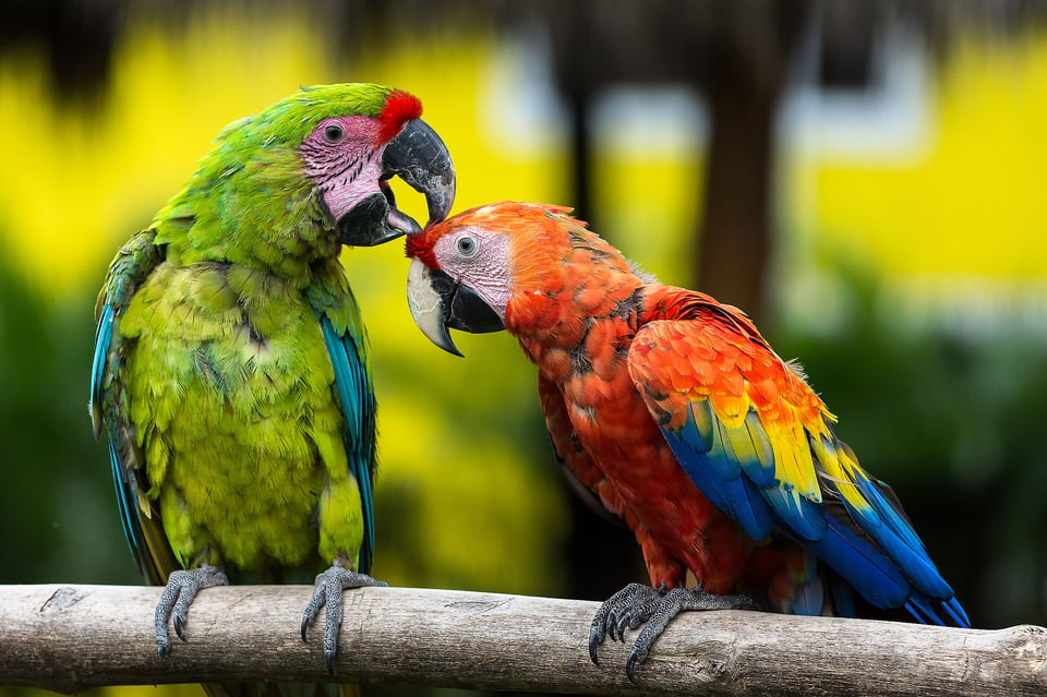 Macaw Parrots - Nicaragua