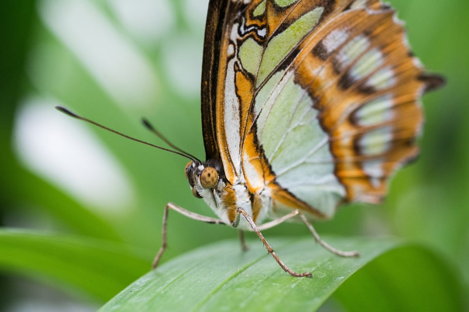 Macro Photo of Butterfly