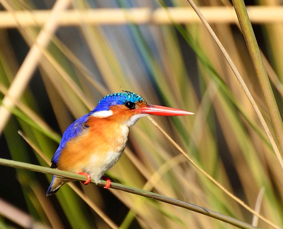 Malachite Kingfisher - Okavango