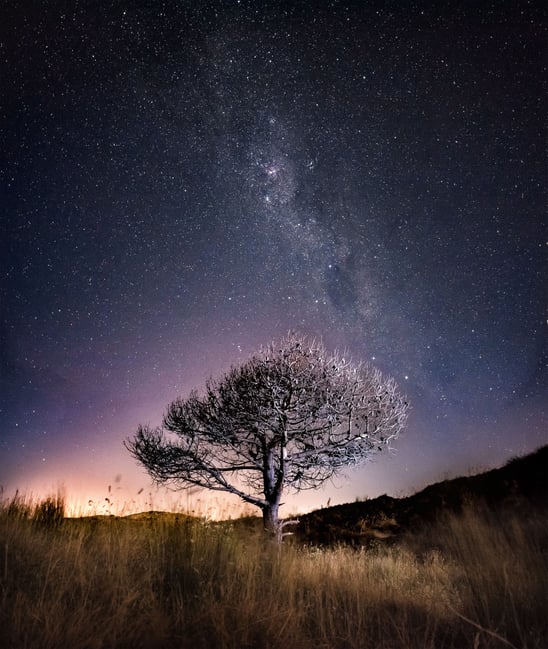 Milky Way and Tree