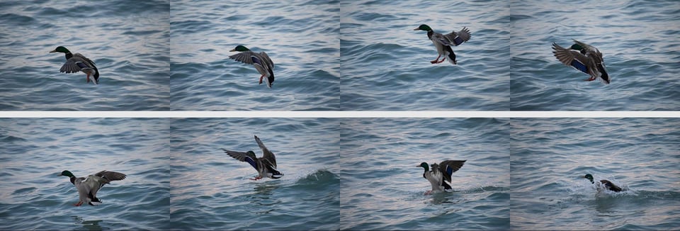 This photo series is a test of the 11-point autofocus system found on the Nikon D3500. Here, I took wildlife pictures and tried to track autofocus as a duck landed in the water.