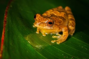 Orange Frog Wildlife Photo