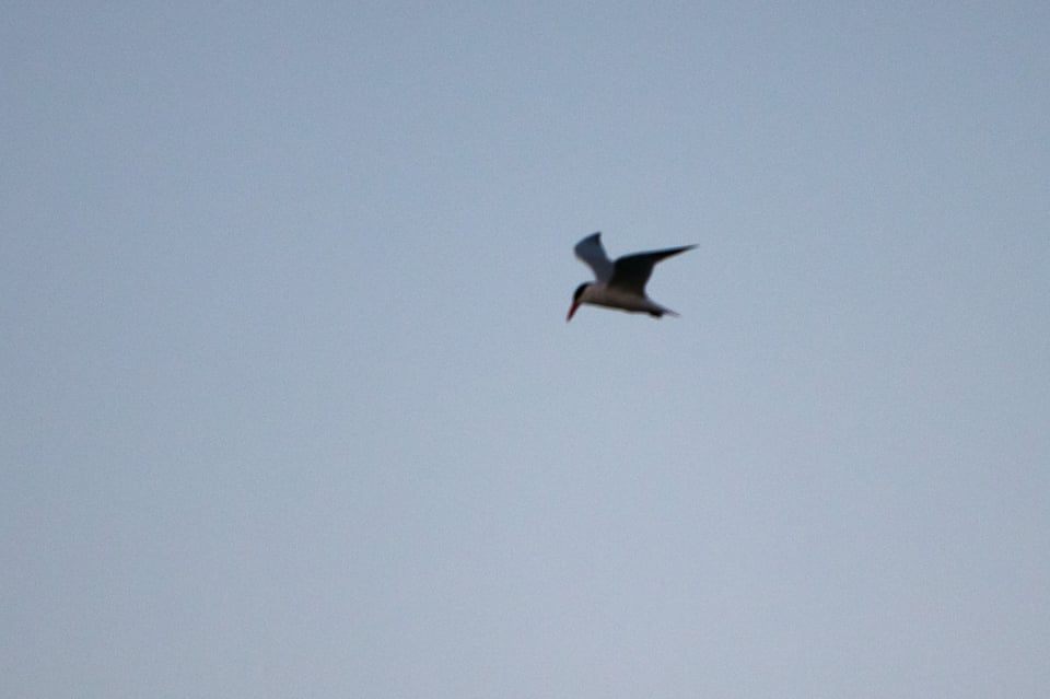 Out of Focus Bird in Flight Photograph