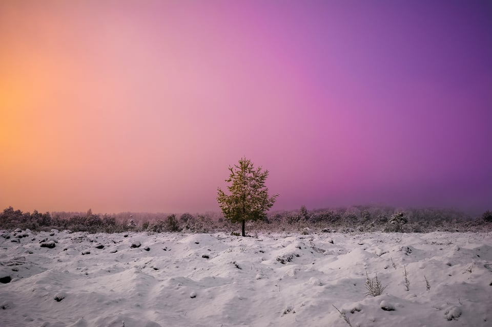 Tree with Snow at Dawn