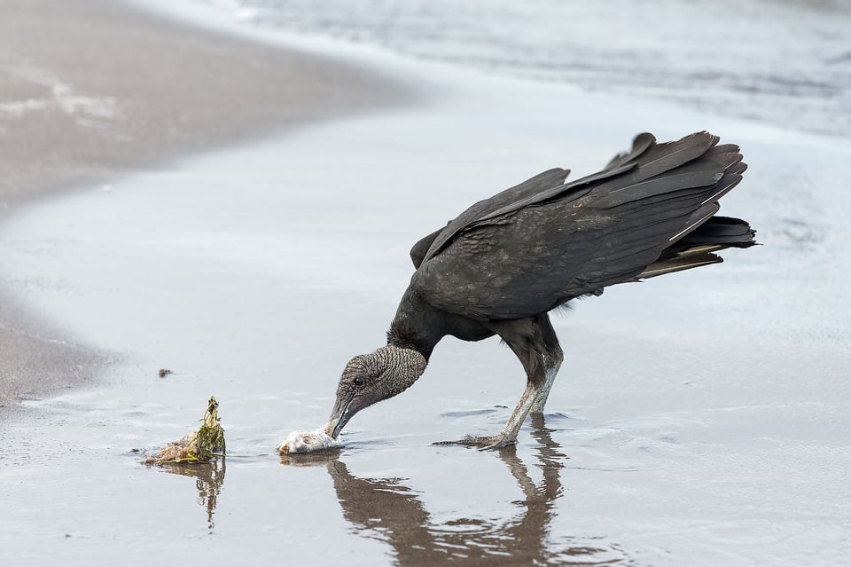 Vulture - Nicaragua