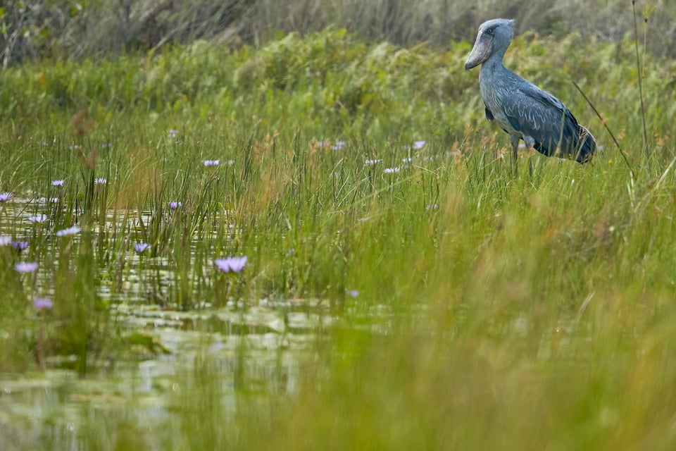 Shoebill, Uganda