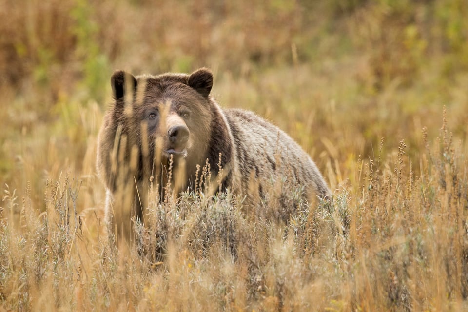 Grizzly Bear, Yellowstone National Park